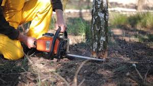 Best Tree Disease Treatment  in Marlin, TX